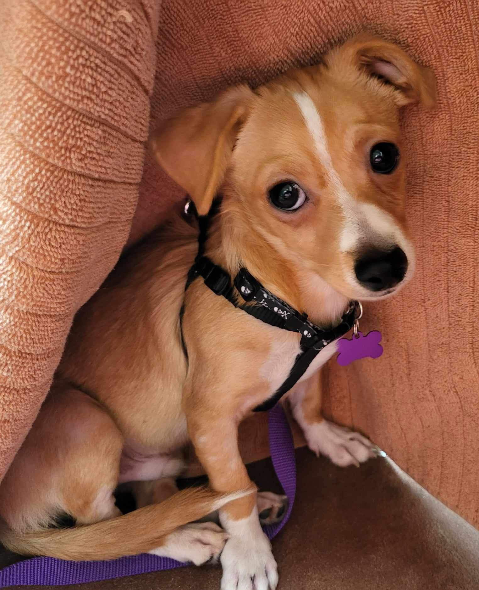 Dog For Adoption Parker A Chihuahua In Black Canyon City AZ Alpha Paw dog-for-adoption-parker-a-chihuahua-in-black-canyon-city-az-alpha-paw