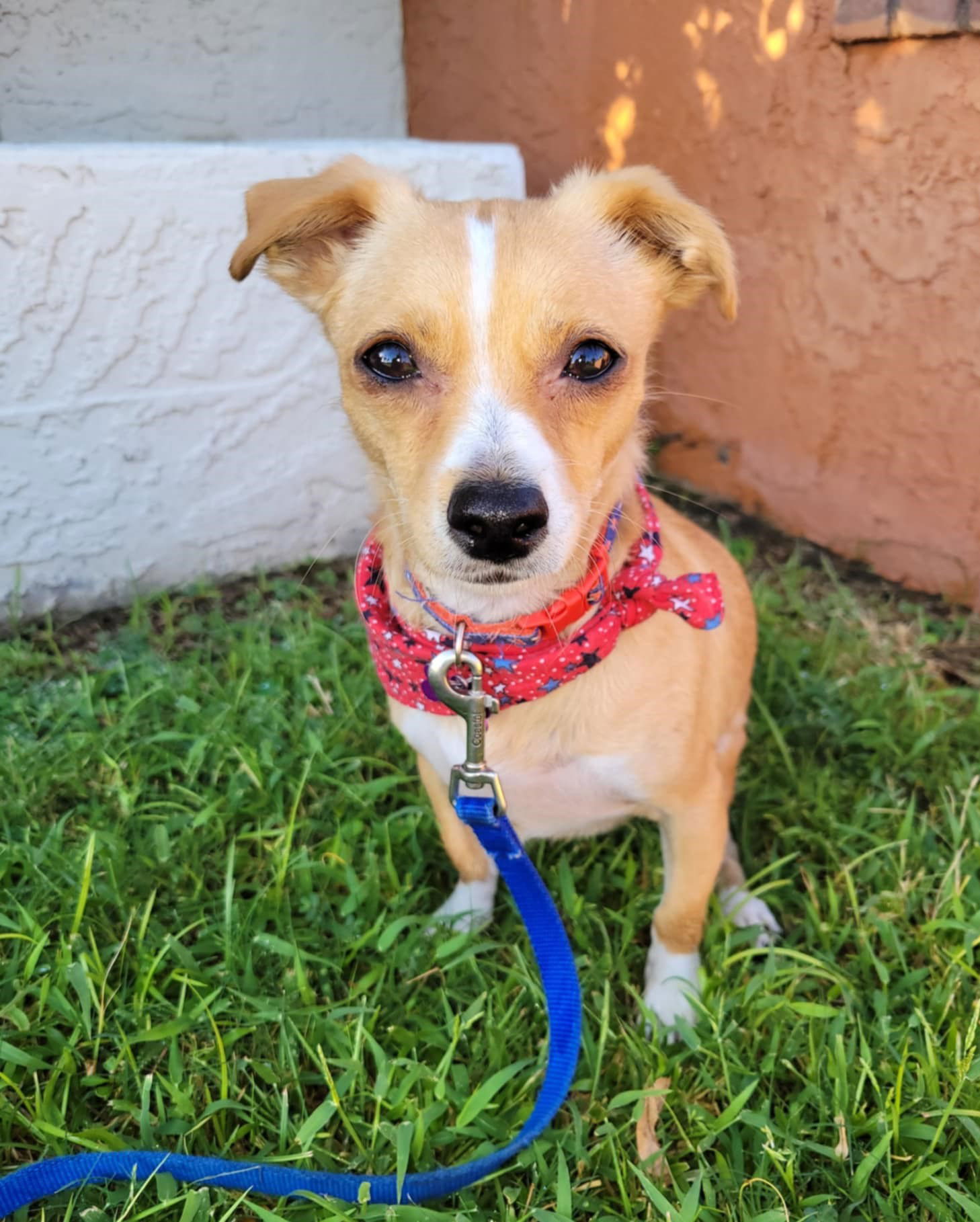 adoptable Dog in Phoenix, AZ named Parker