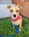 adoptable Dog in phoenix, AZ named Parker