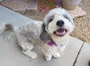 adoptable Dog in phoenix, AZ named Lexi