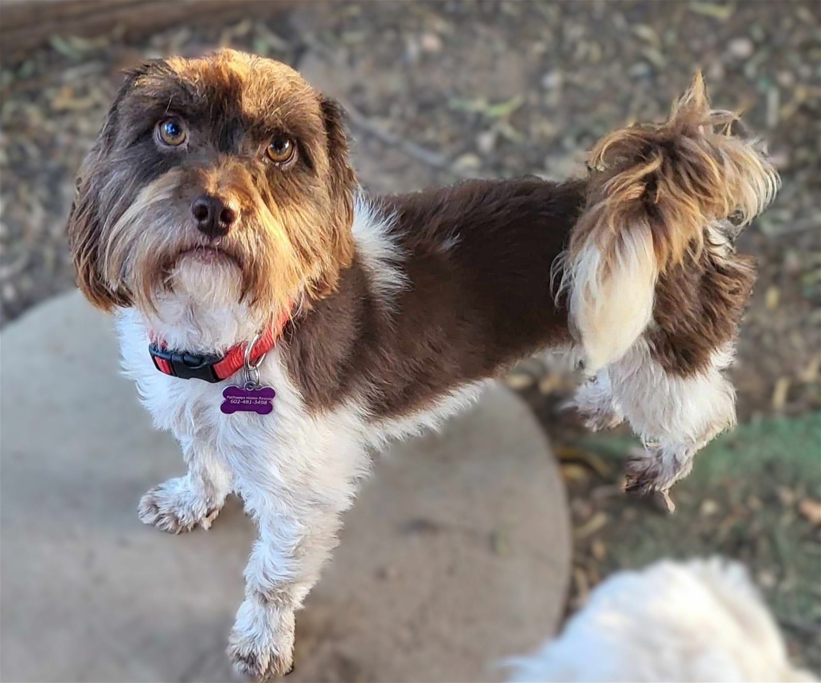 adoptable Dog in Phoenix, AZ named Fritz