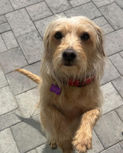 picture of the dog needing adoption