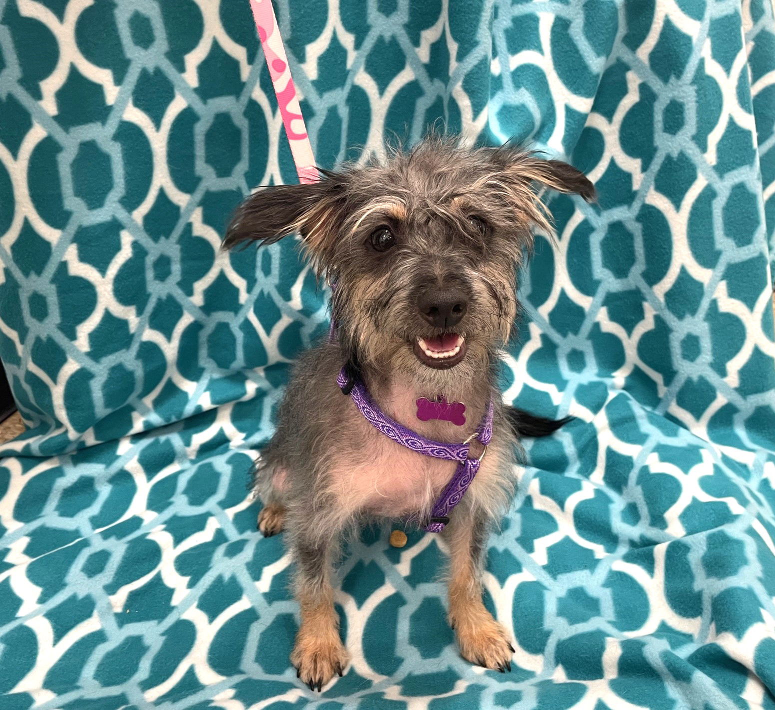 adoptable Dog in Phoenix, AZ named Clover