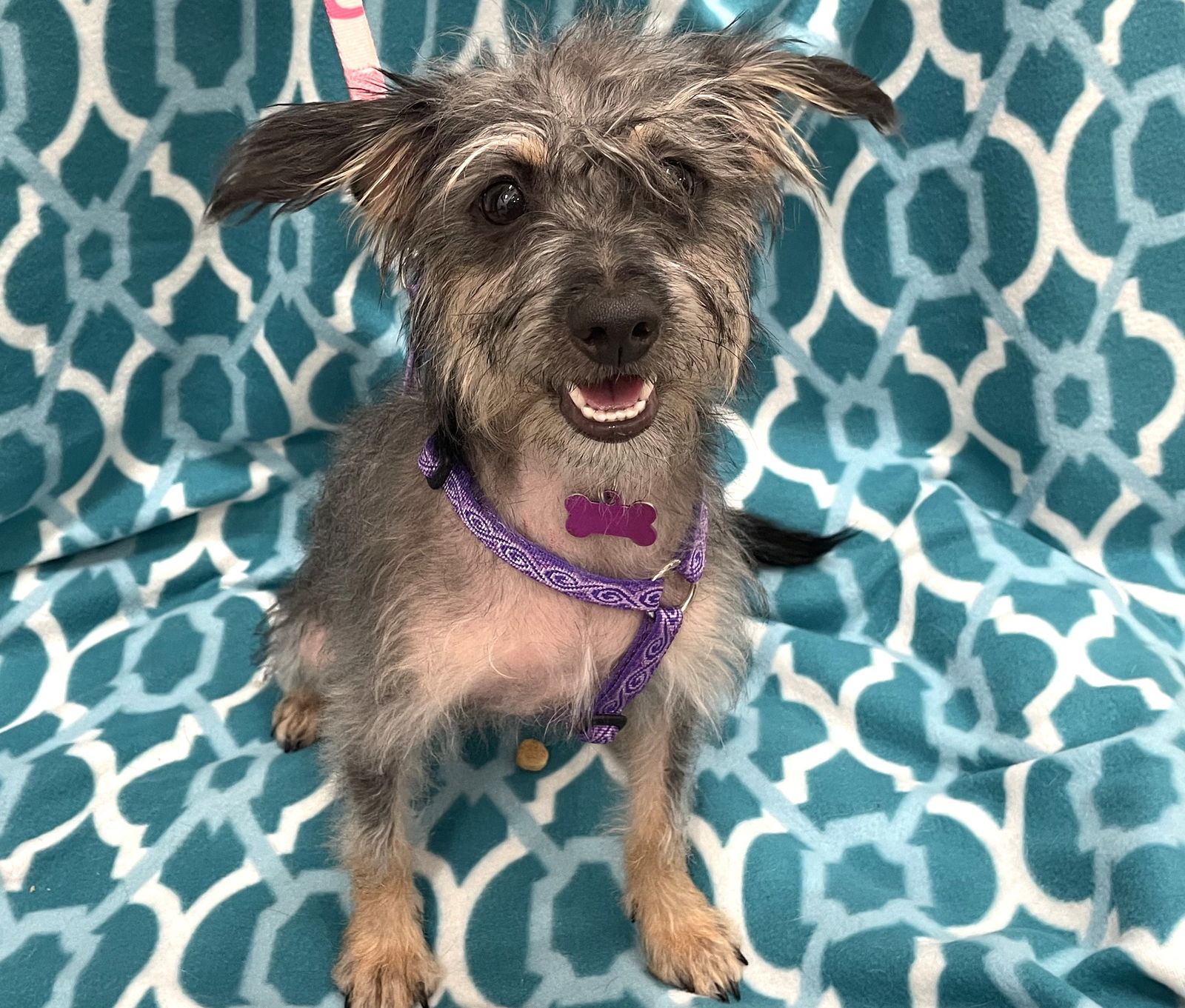 adoptable Dog in Phoenix, AZ named Clover