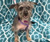 adoptable Dog in phoenix, AZ named Clover