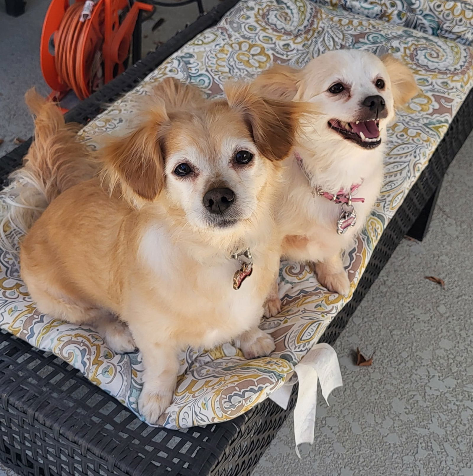 adoptable Dog in Phoenix, AZ named Lanza & Zsazsa