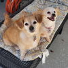 adoptable Dog in phoenix, AZ named Lanza & Zsazsa