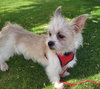 Yoda - Photo 7