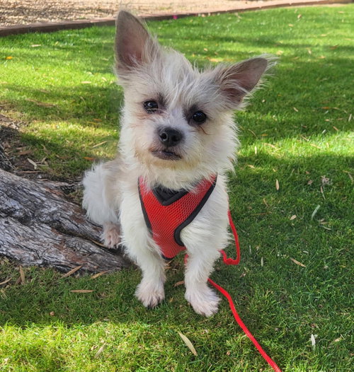 Yoda photo 8
