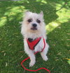 Yoda - Photo 8