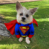 adoptable Dog in Phoenix, AZ named Yoda