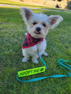 Yoda - Photo 1