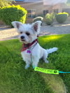 Yoda - Photo 2