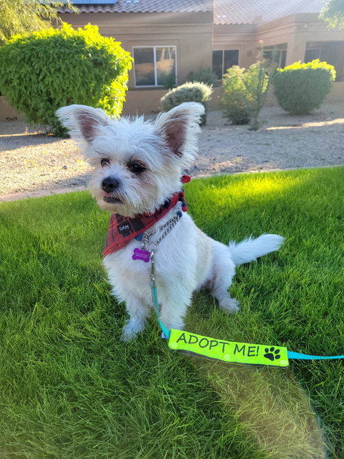 YODA - Shih Tzu / Terrier available for adoption
