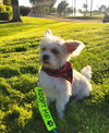 Yoda - Photo 3