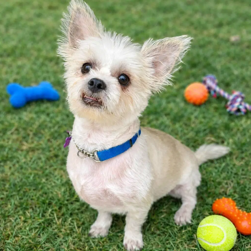 Yoda - Shih Tzu