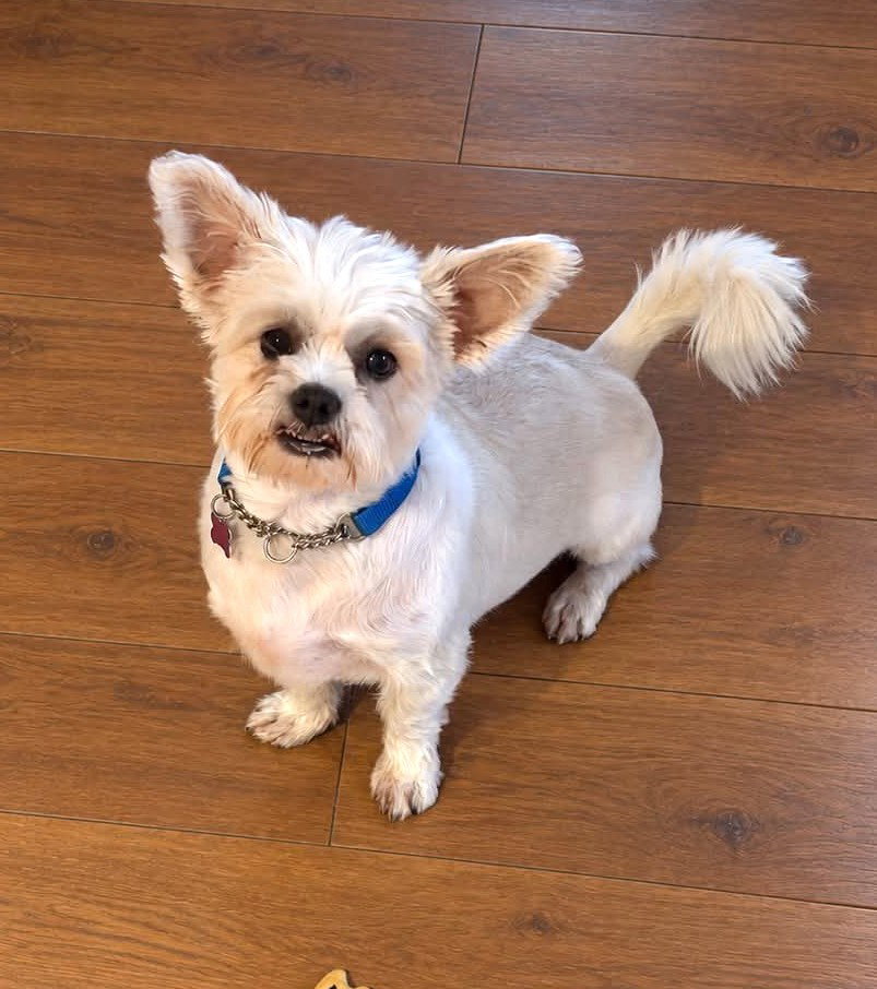 Yoda, Shih Tzu