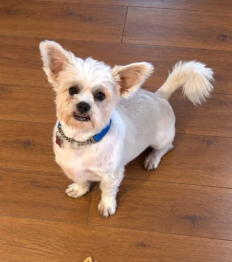 Yoda - Shih Tzu