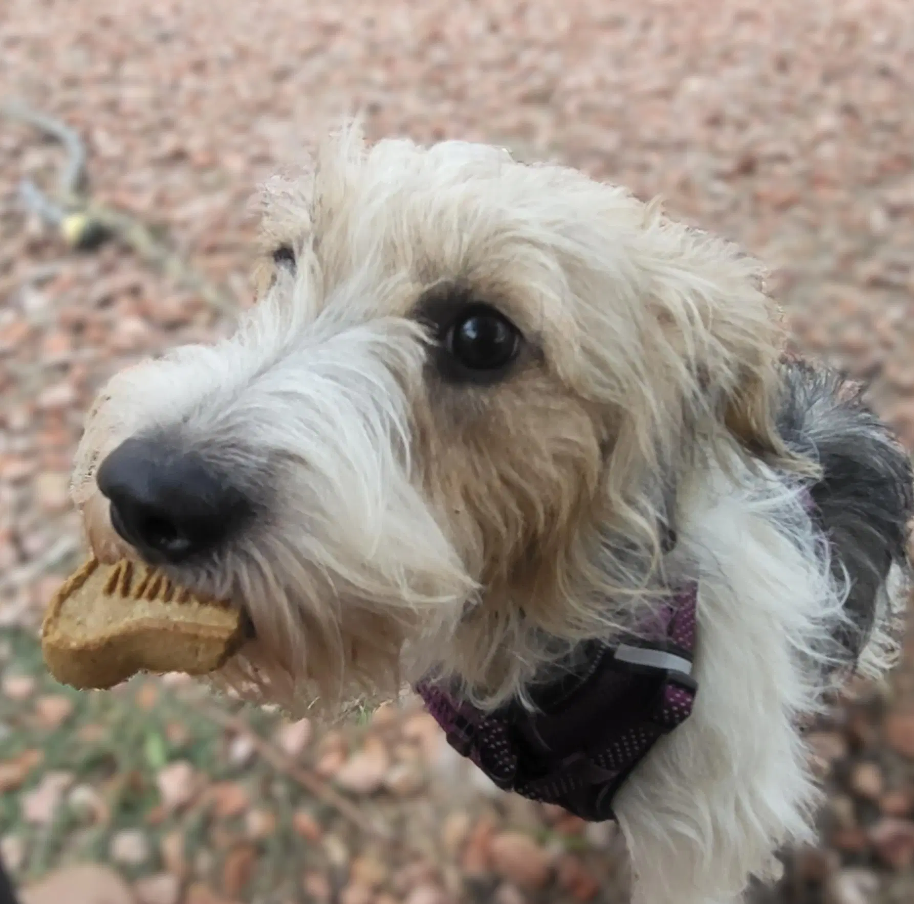 Jilly image 4
