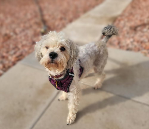 picture of the dog needing adoption