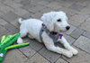 Glinda - Photo 4