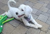 Glinda - Photo 5
