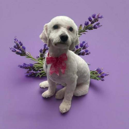Glinda, an adoptable Poodle in Phoenix, AZ