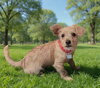 Freddie - Photo 4