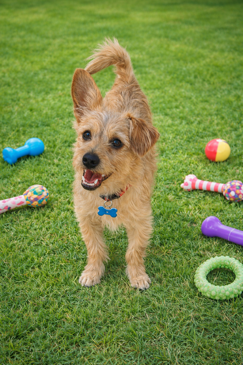 picture of the dog needing adoption