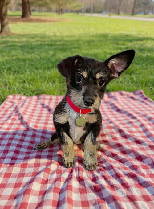 picture of the dog needing adoption