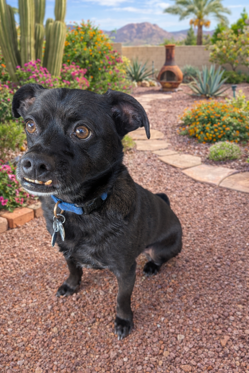 picture of the dog needing adoption