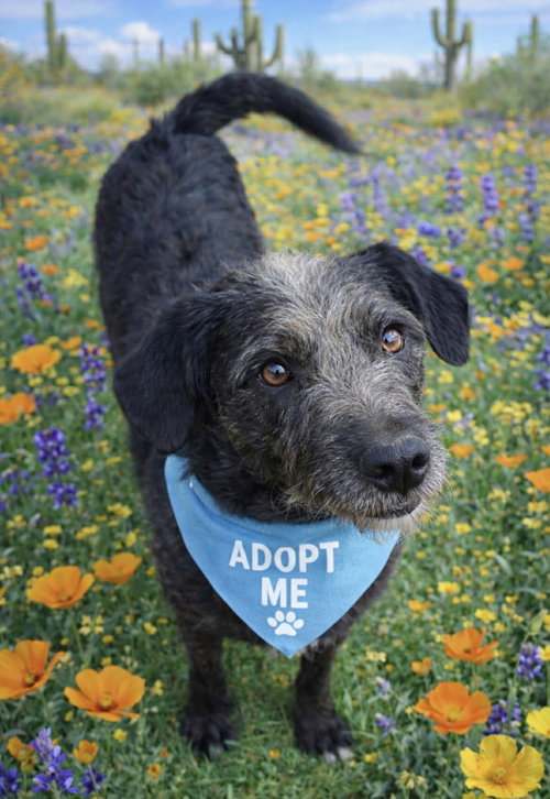 picture of the dog needing adoption