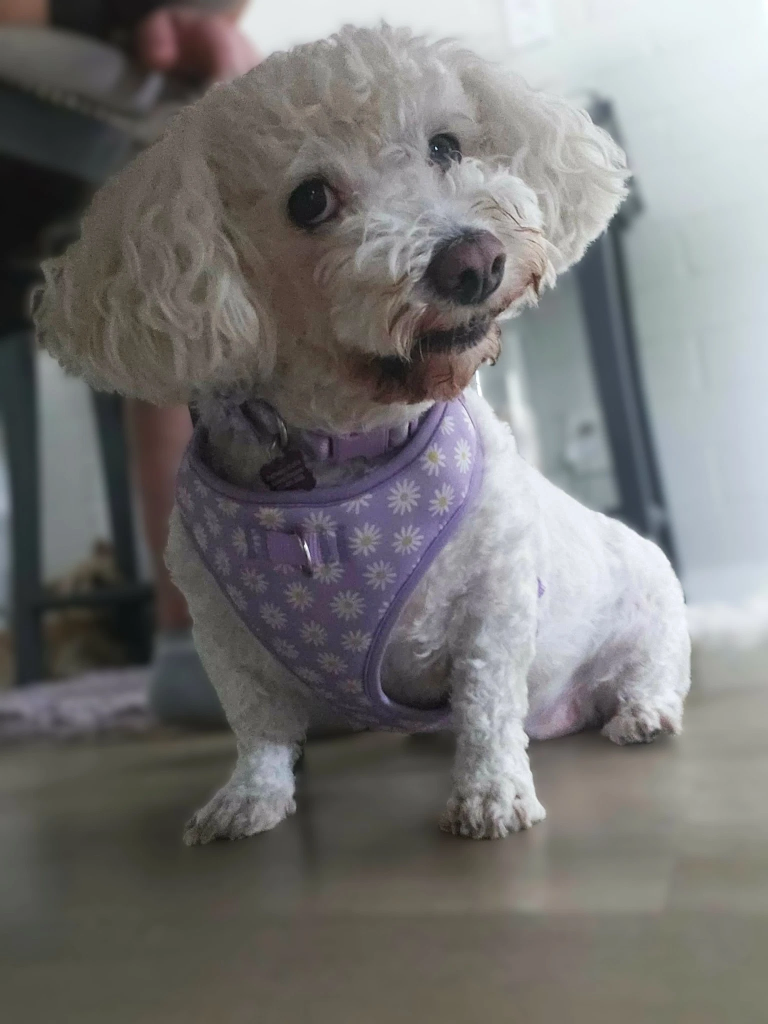 Luna  Sadie