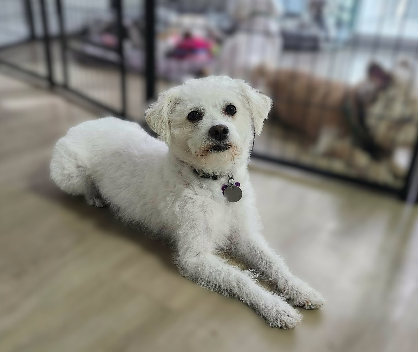 Sadie, Bichon Frise