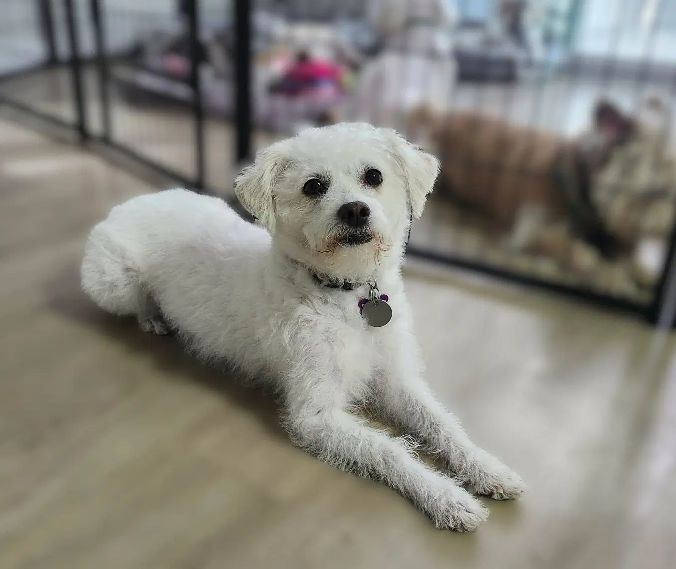 Sadie  Luna - Bichon Frise