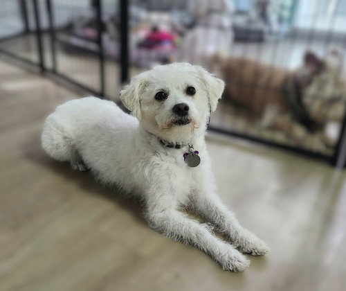 Sadie, a dog for adoption from Pathways Home Animal Rescue