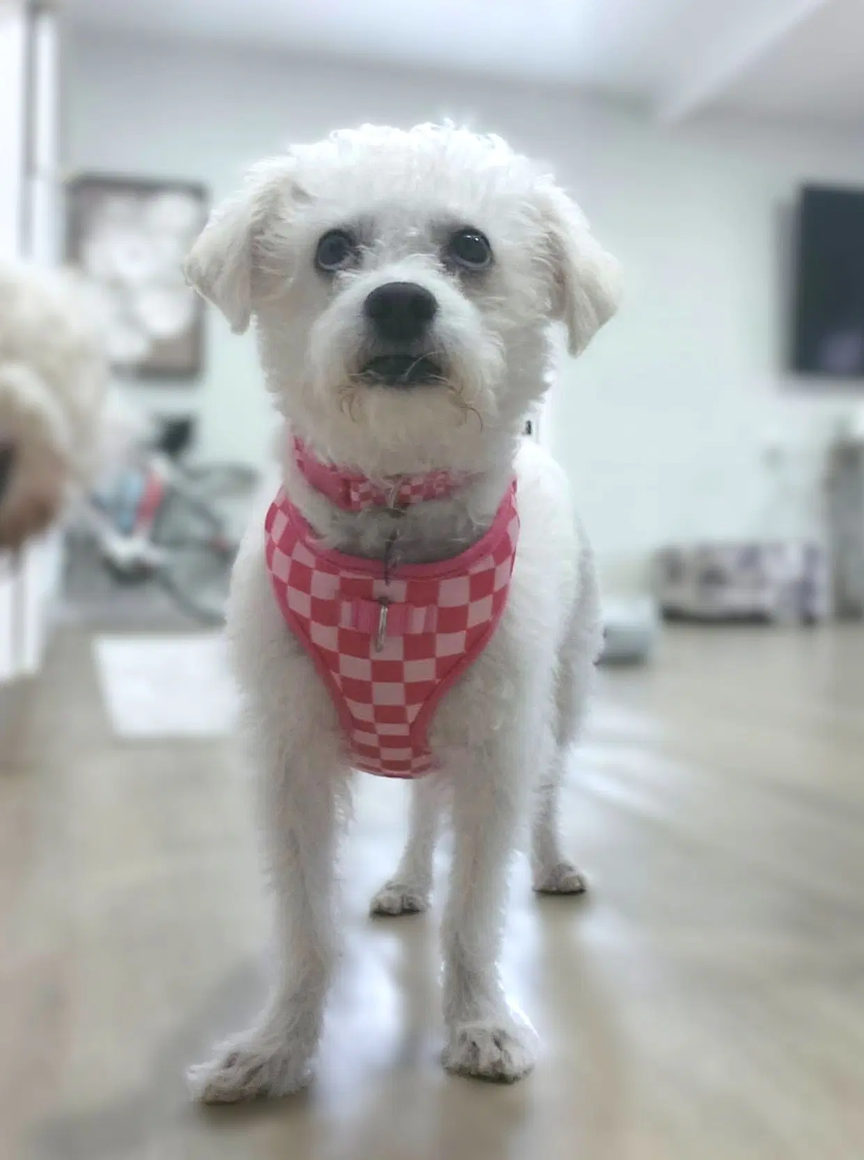 Sadie  Luna image 2