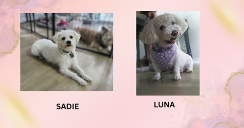 Photo 3 of Sadie