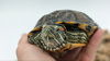 adoptable Turtle in , ON named Willace