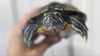 adoptable Turtle in , ON named Wilson