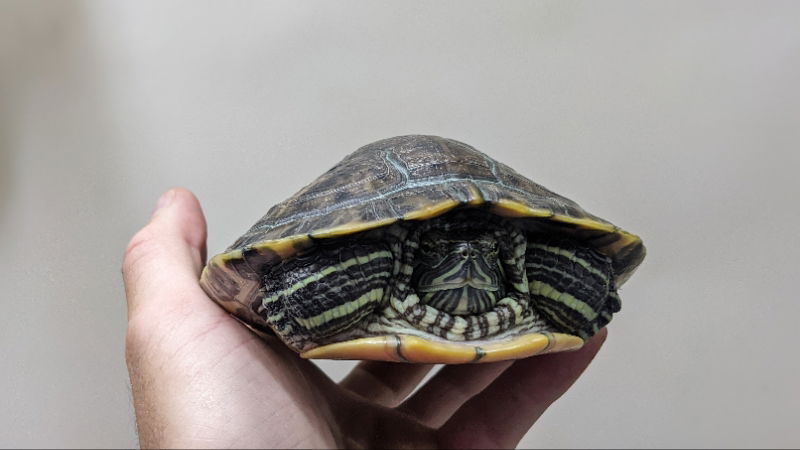 adoptable Turtle in Pefferlaw, ON named Scaredits