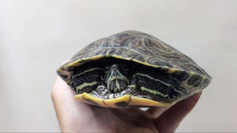 adoptable Turtle in Pefferlaw, ON named Crush