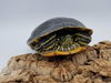 adoptable Turtle in , ON named Toby