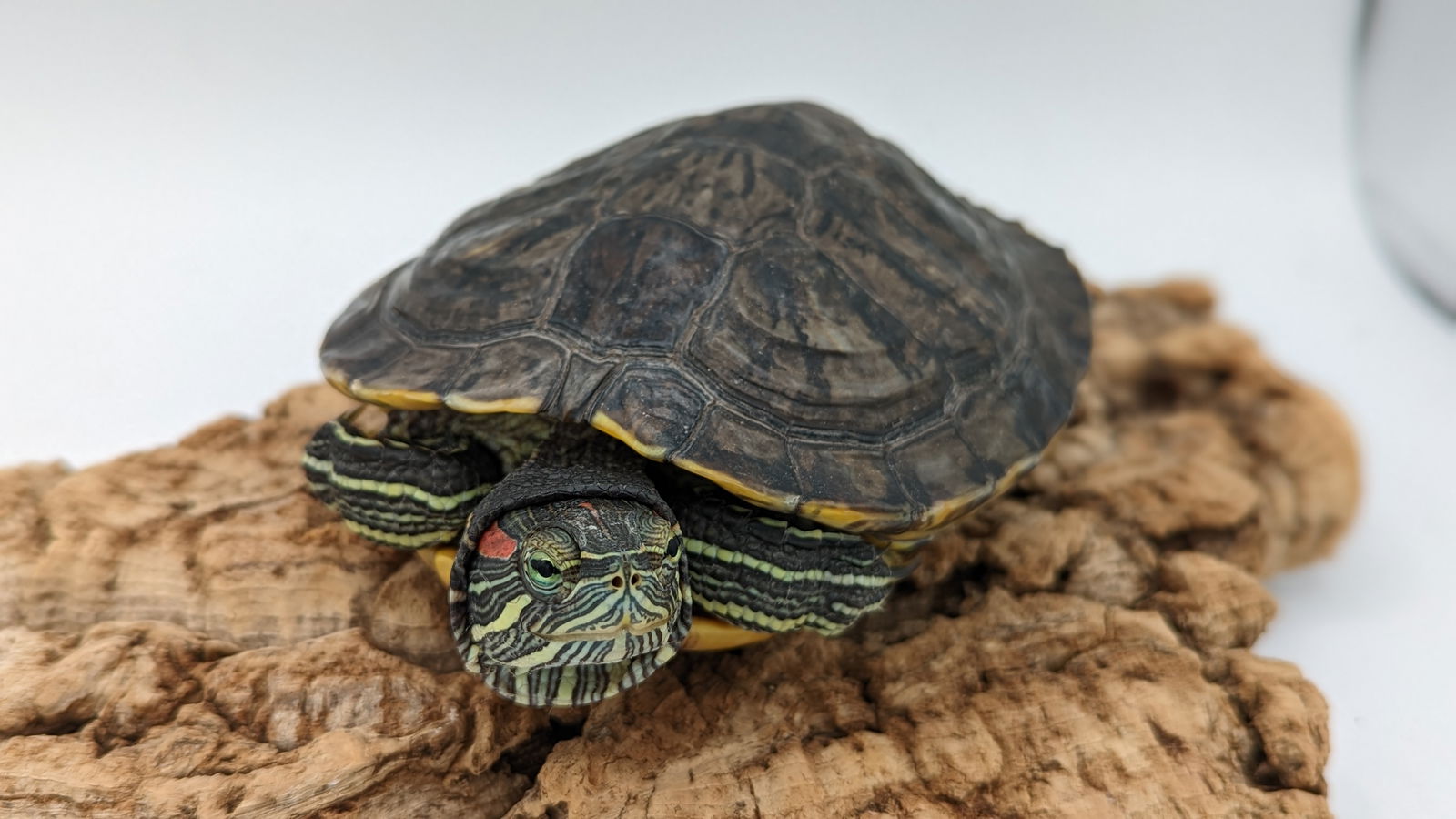 adoptable Turtle in Pefferlaw, ON named Shergar