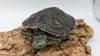 adoptable Turtle in , ON named Shergar