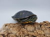 adoptable Turtle in Pefferlaw, ON named Squirt