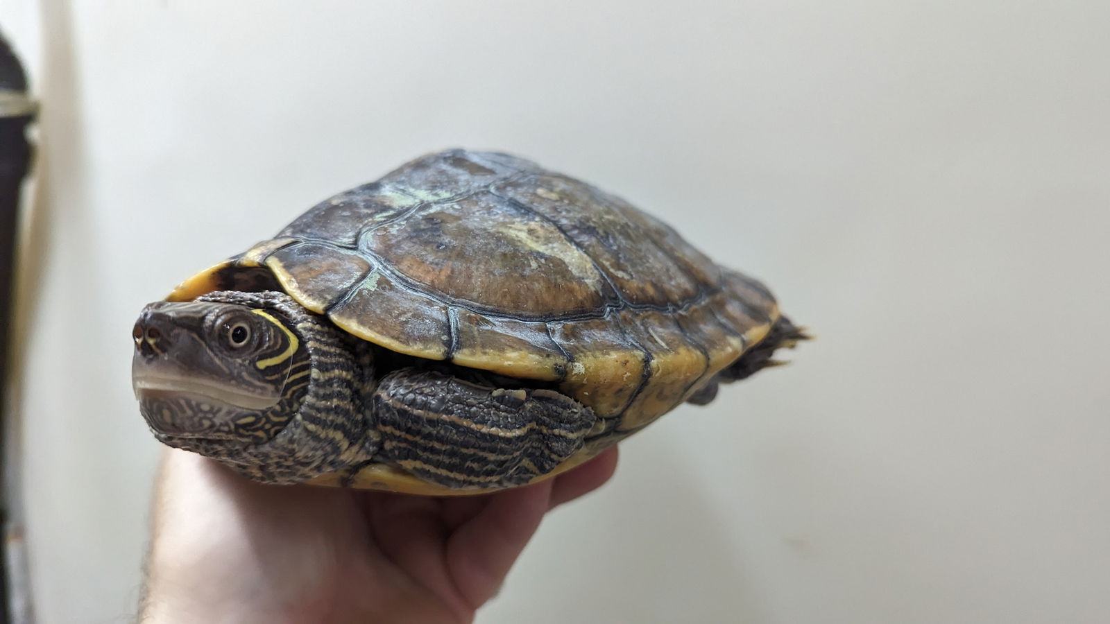 adoptable Turtle in Pefferlaw, ON named Scootie