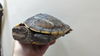 adoptable Turtle in , ON named Scootie