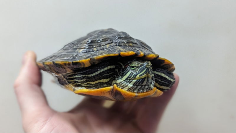 adoptable Turtle in Pefferlaw, ON named Squirtle