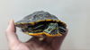 adoptable Turtle in , ON named Squirtle